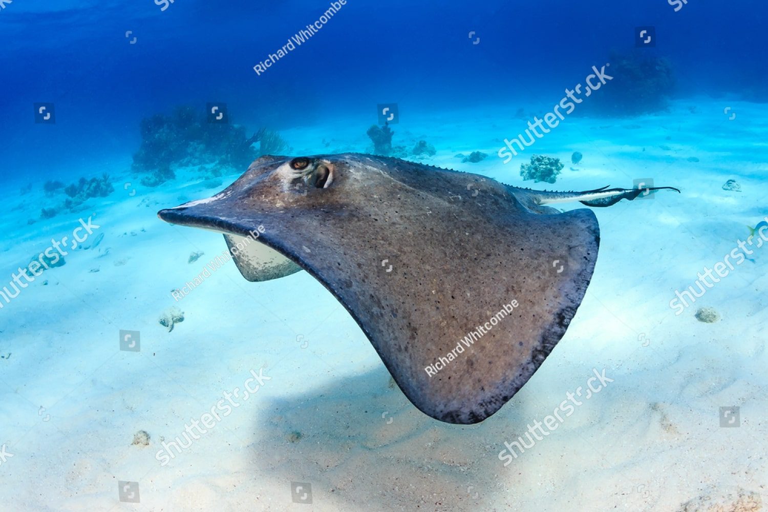 Морской скат