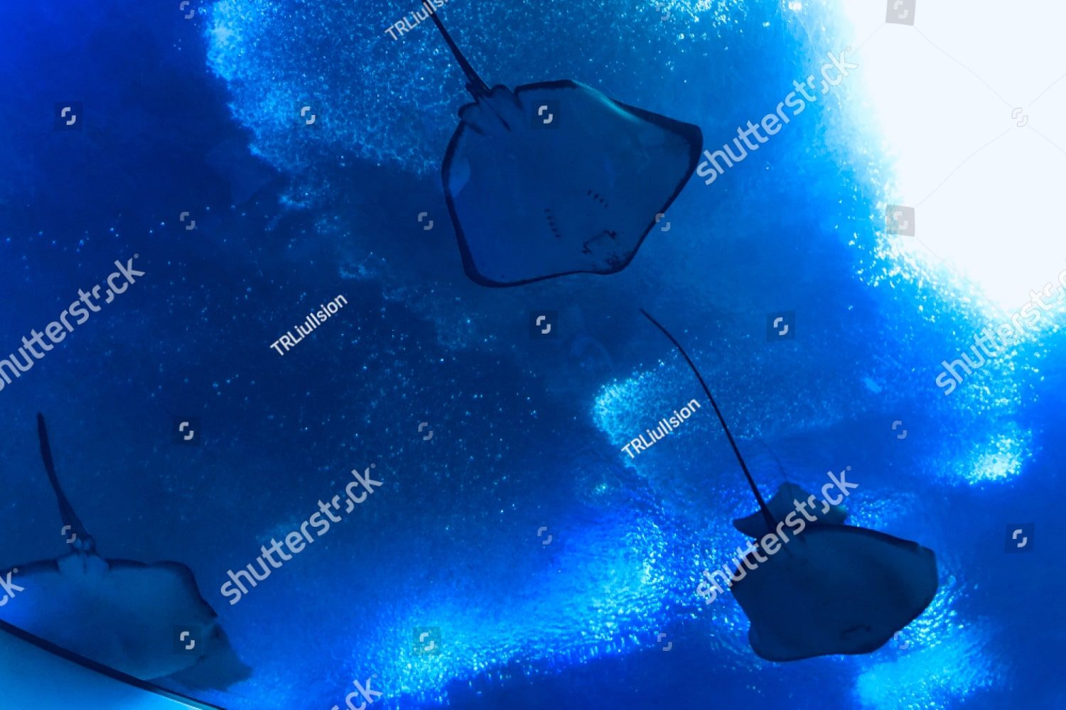 несколько морских скатов