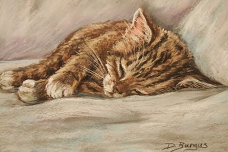 котенок спит