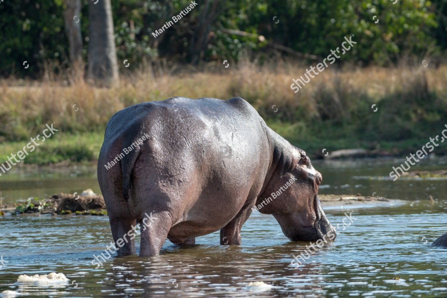 бегемот пьет воду
