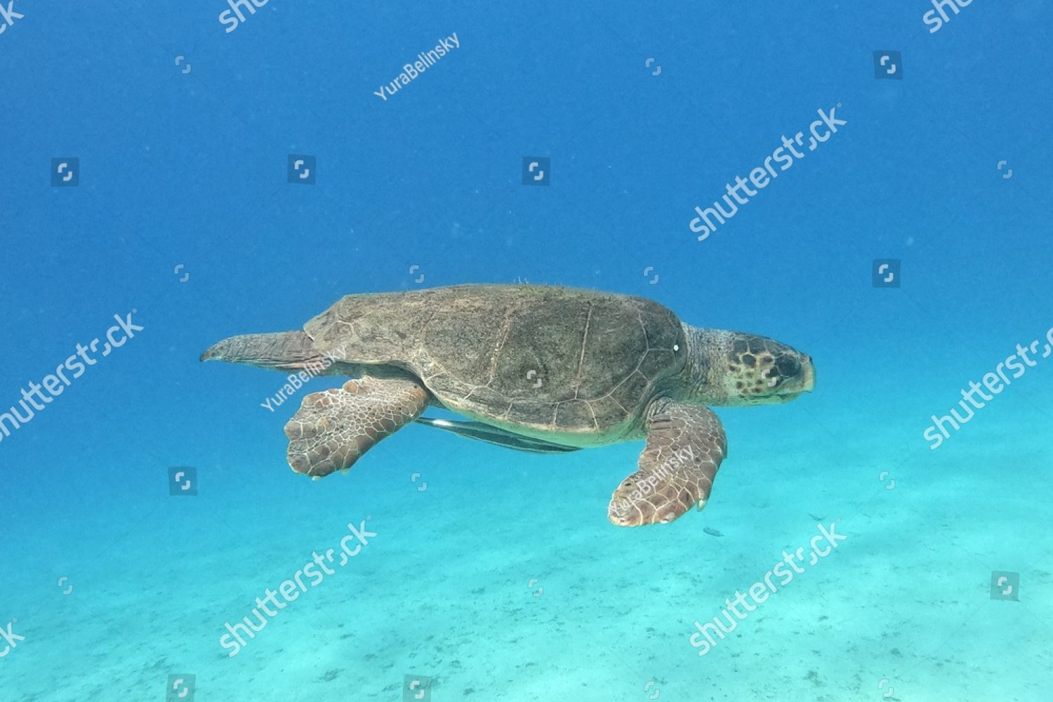 Большая морская черепаха