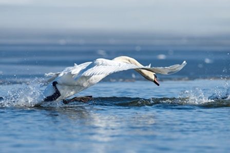 лебедь плескается в воде