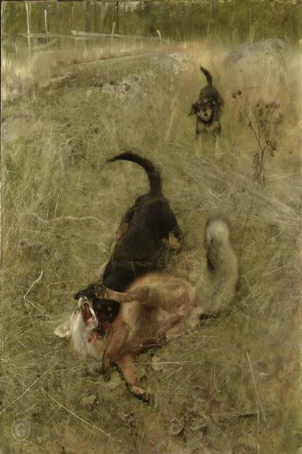 Шведский охотник на лис и лиса