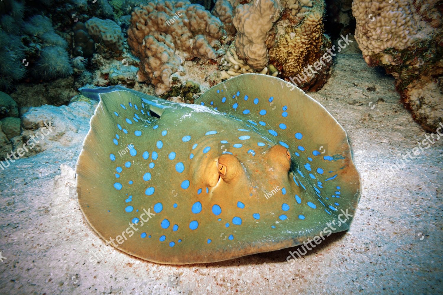 Маленький скат