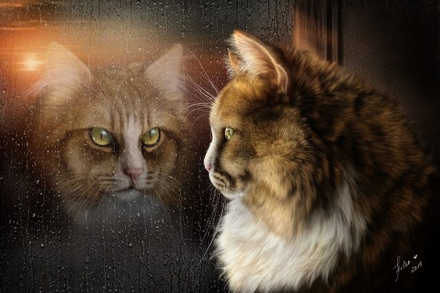 кот смотрит в свое отражение 