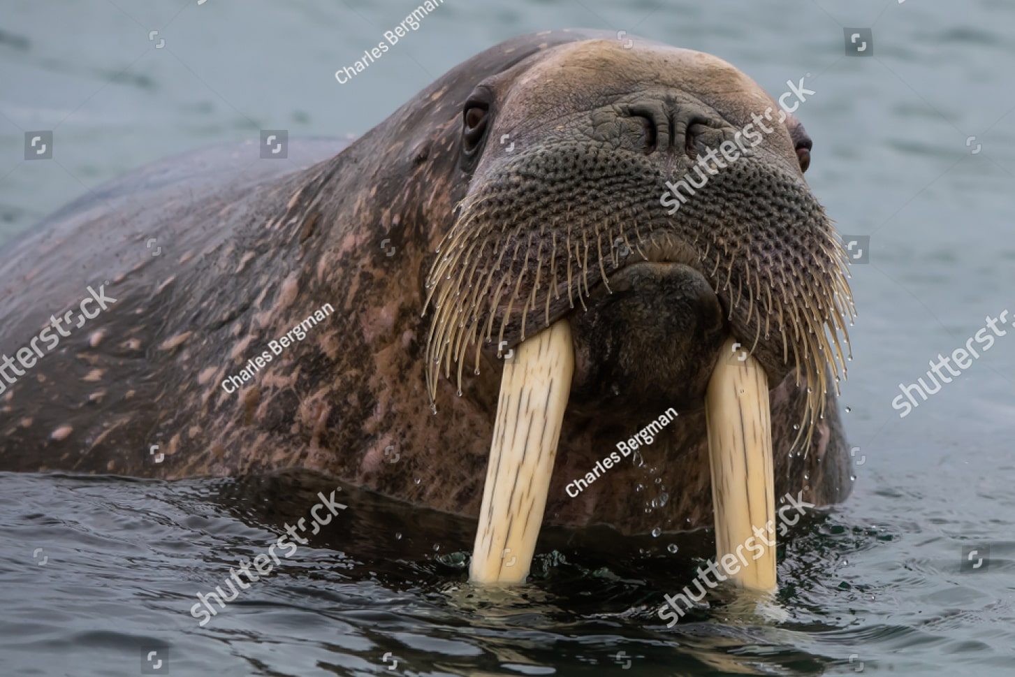 морж крупным планом