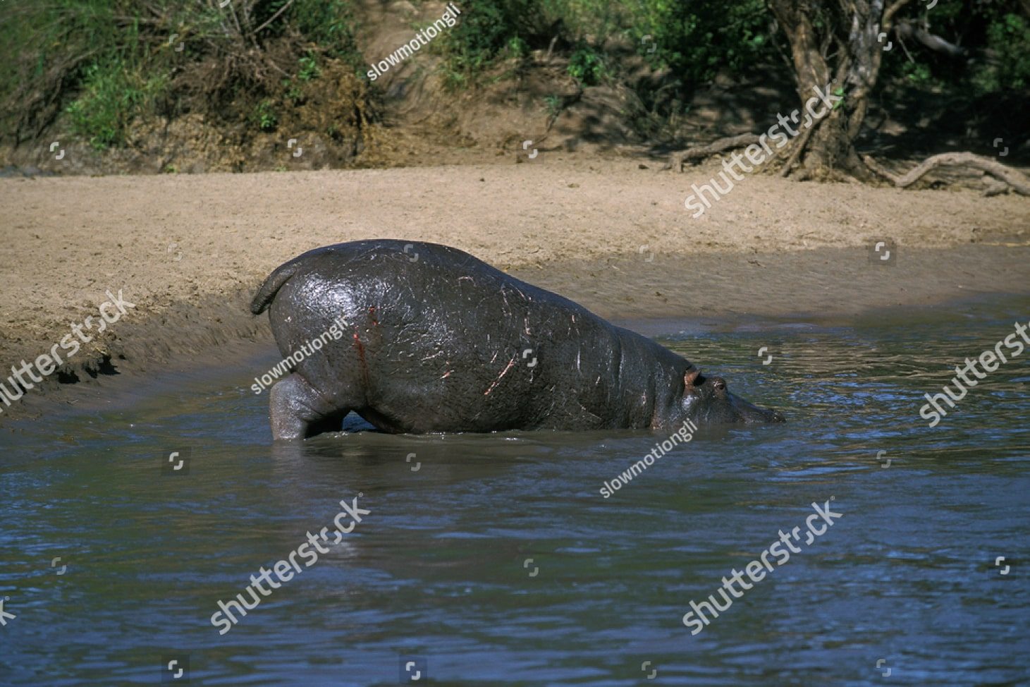 бегемот заходит в воду