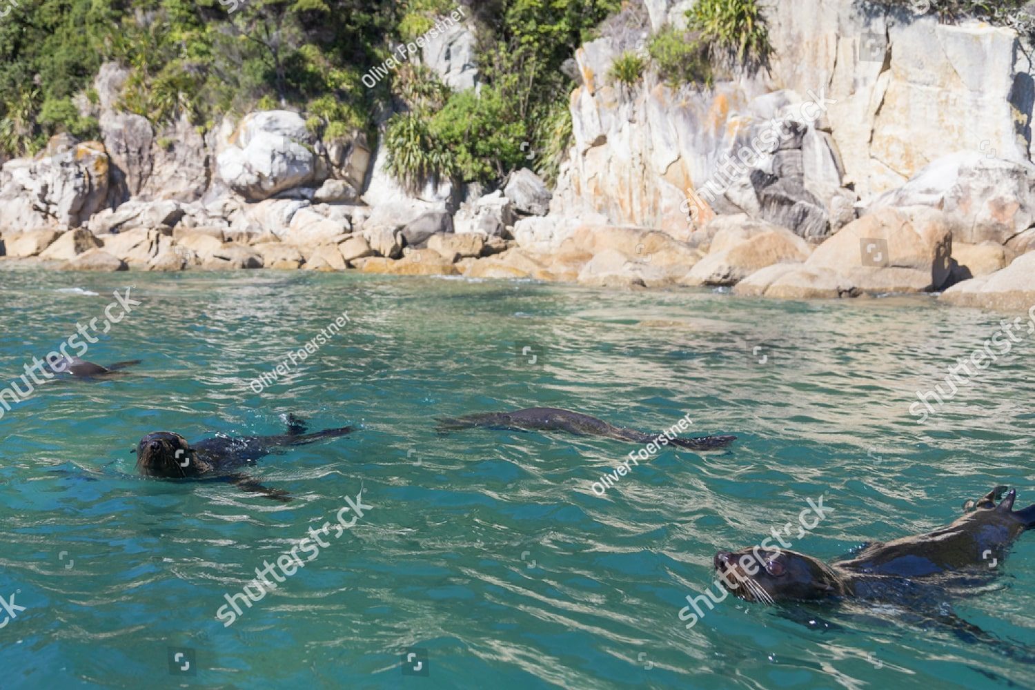 Морские котики