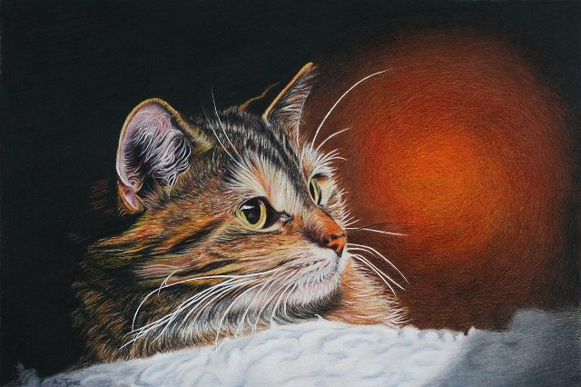 красивый котик 