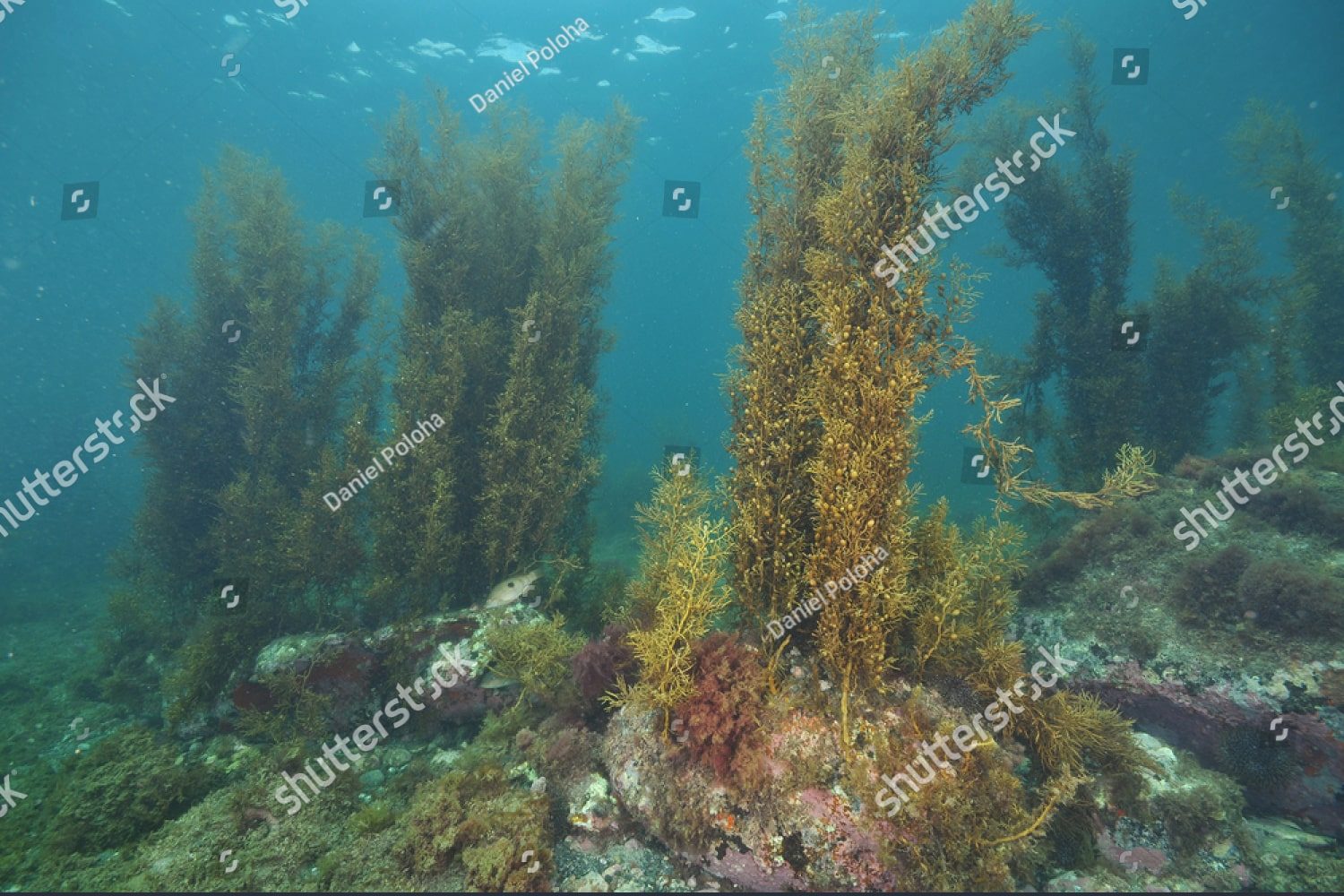 Морские водоросли