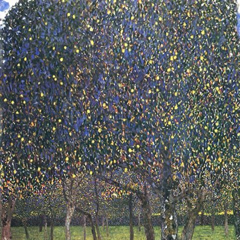   Pear Tree, 1903
