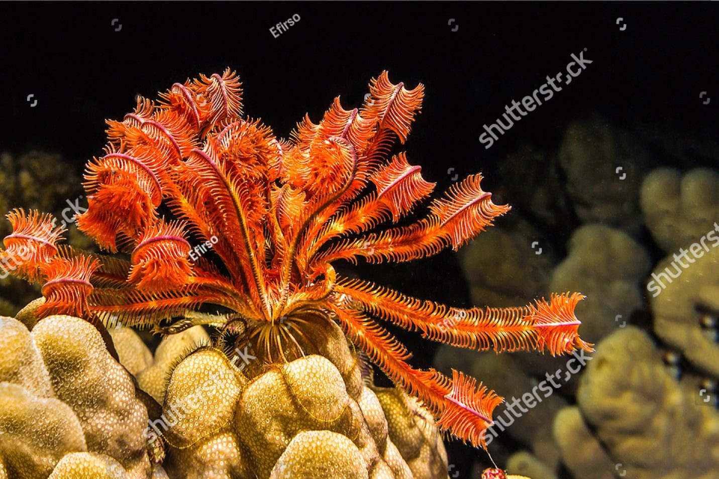 красные кораллы
