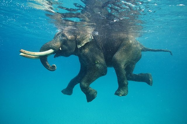 слон в воде 