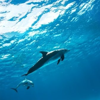 дельфины под водорй