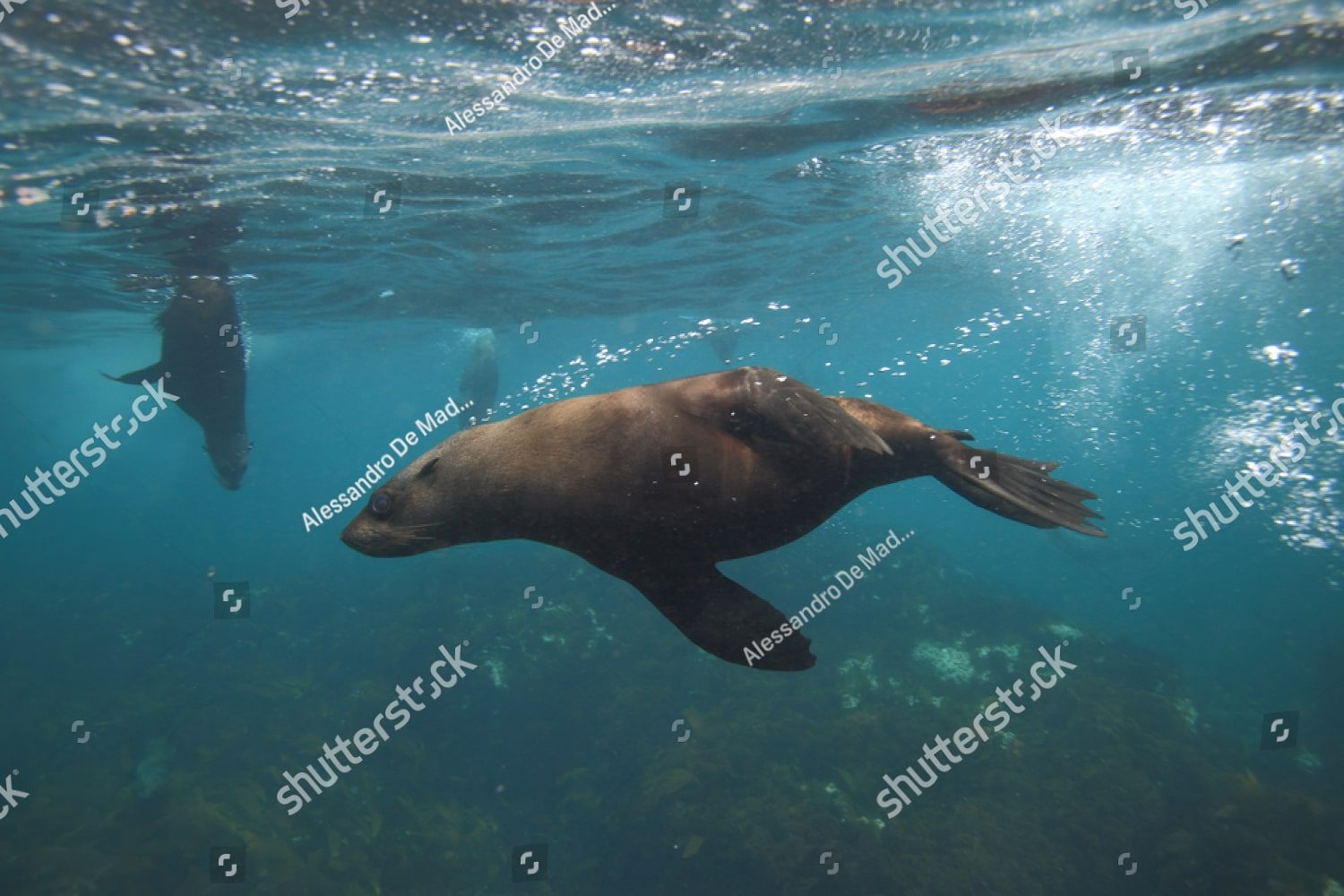 тюлени играют в воде
