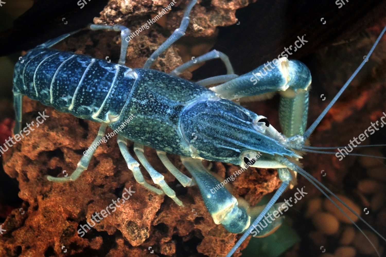 Маленький омар