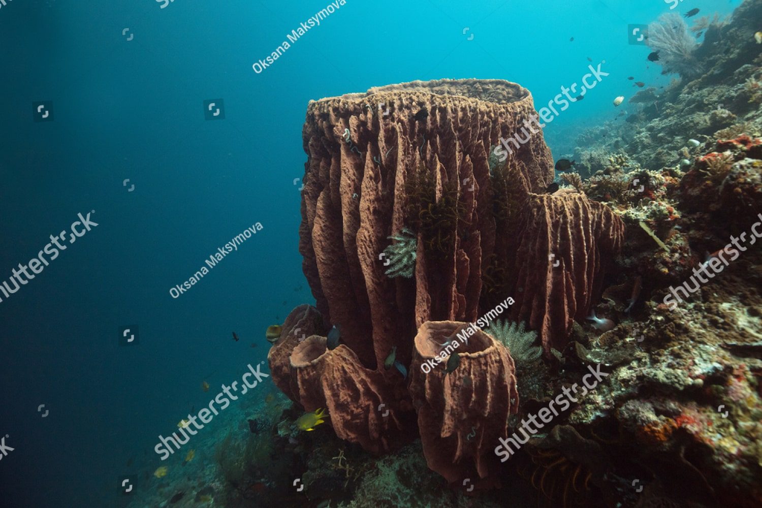 Морское дно