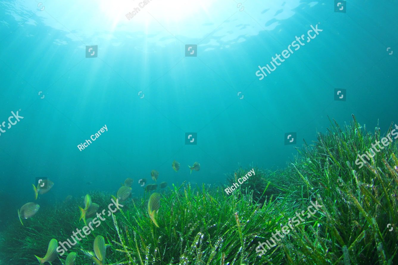 Морские водоросли и рыбы
