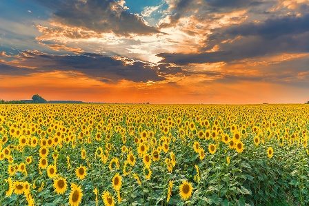 поле подсолнухов