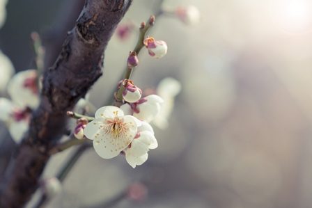 весенние цветочки