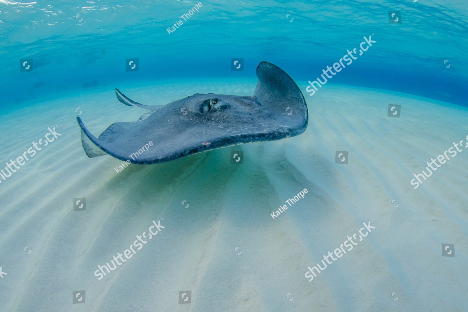морской скат на мелководье