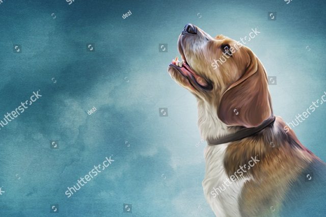 охотничья собака