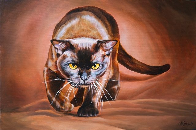 дикая кошка 