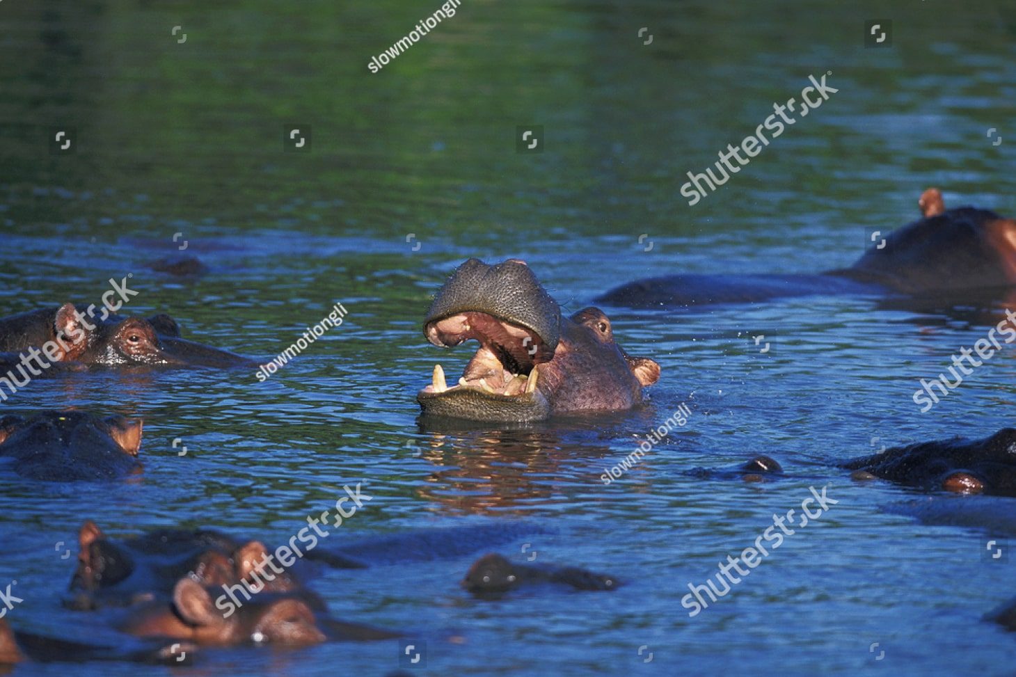 группа бегемотов в воде