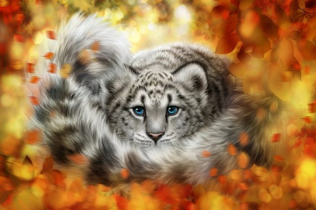 дикий котик 
