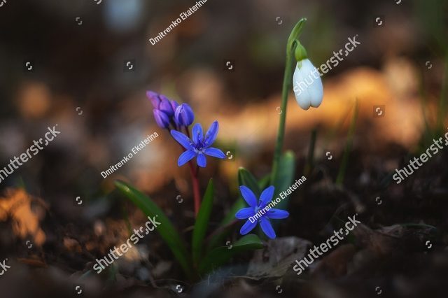 подснежник