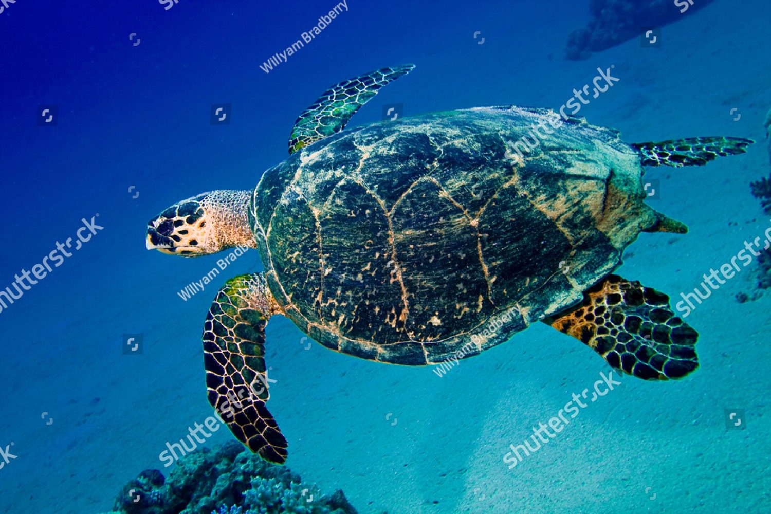 Большая морская черепаха