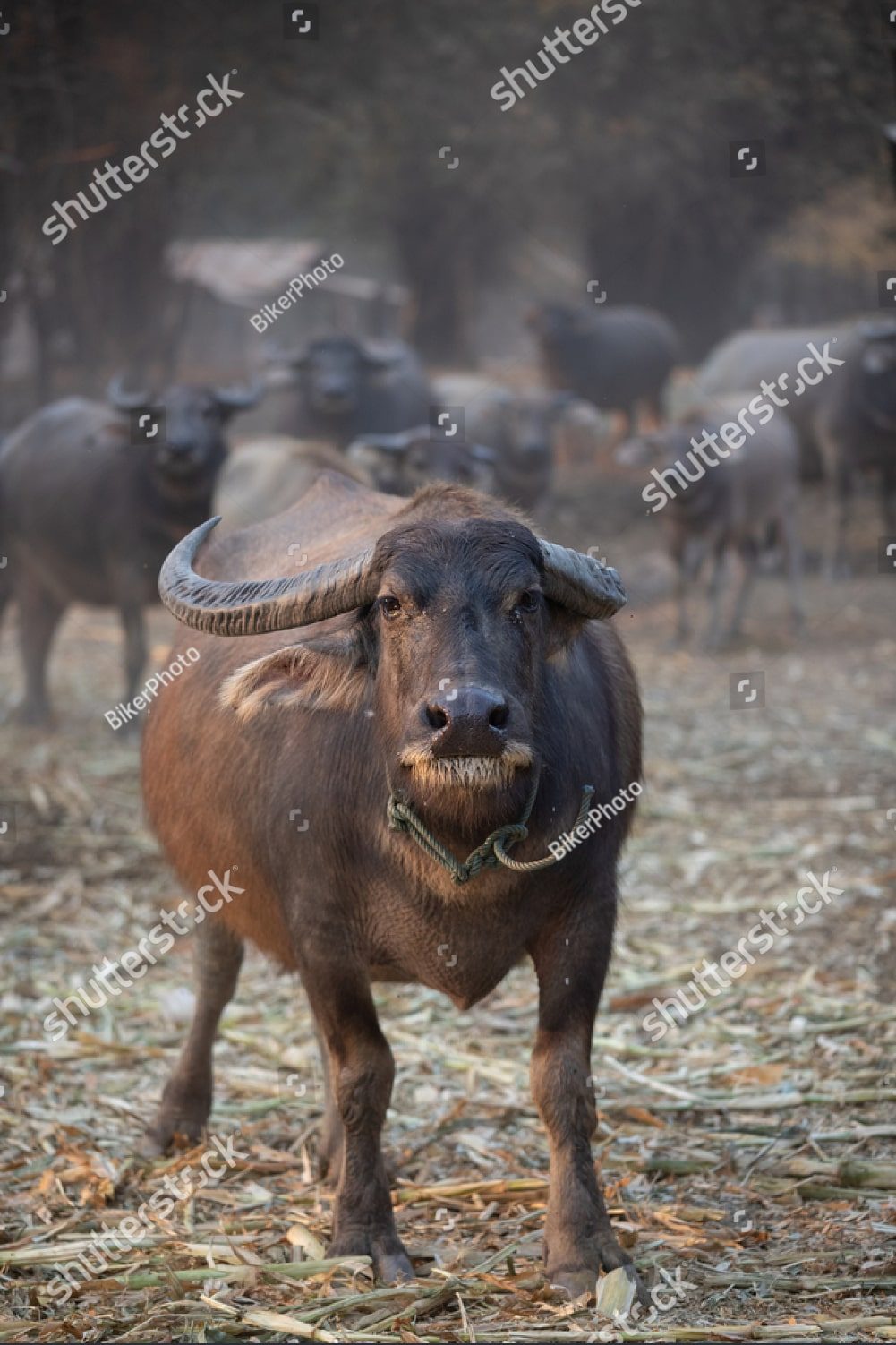 азиатский буйвол