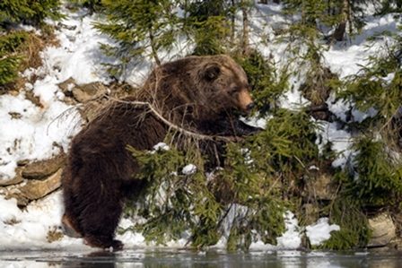 медведь у воды