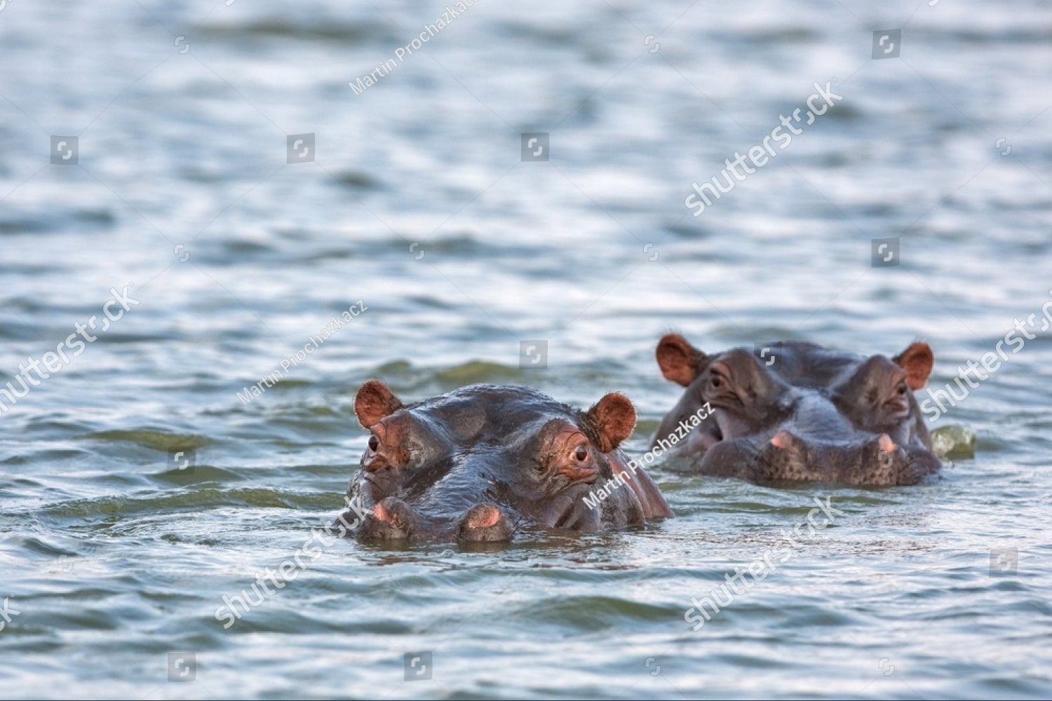 пара бегемотов в воде