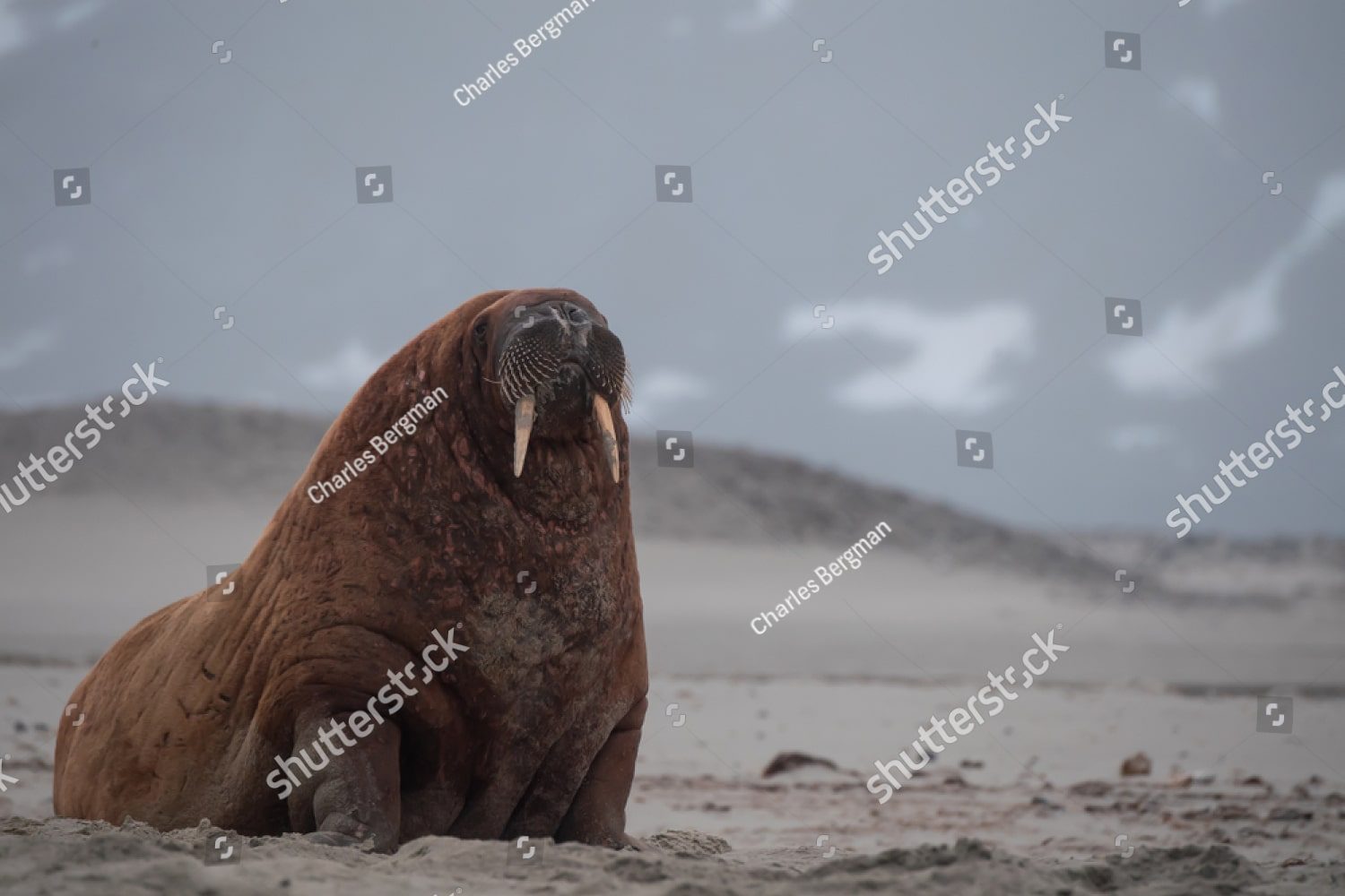 позирующий морж