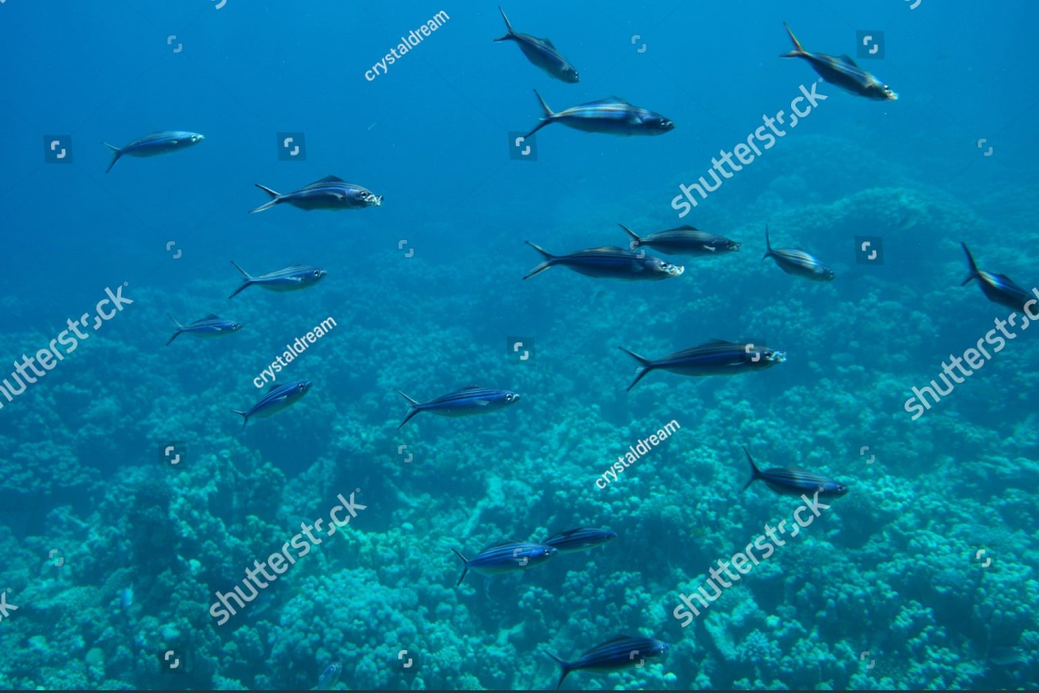 морские рыбки