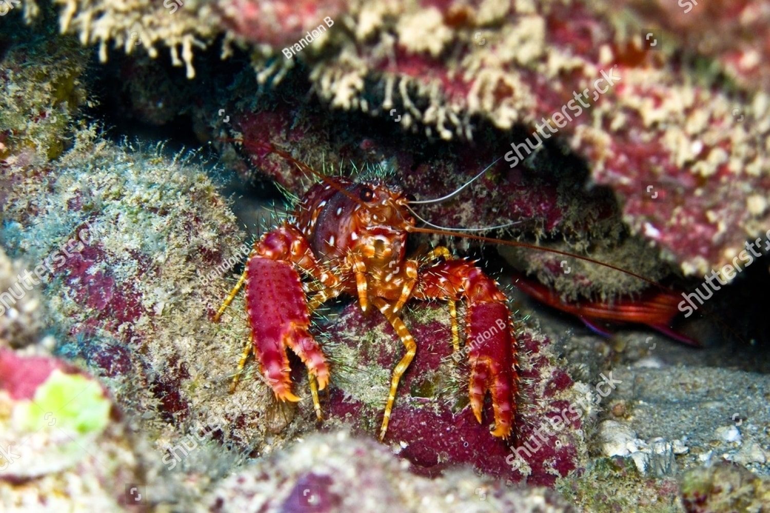 Королевский омар