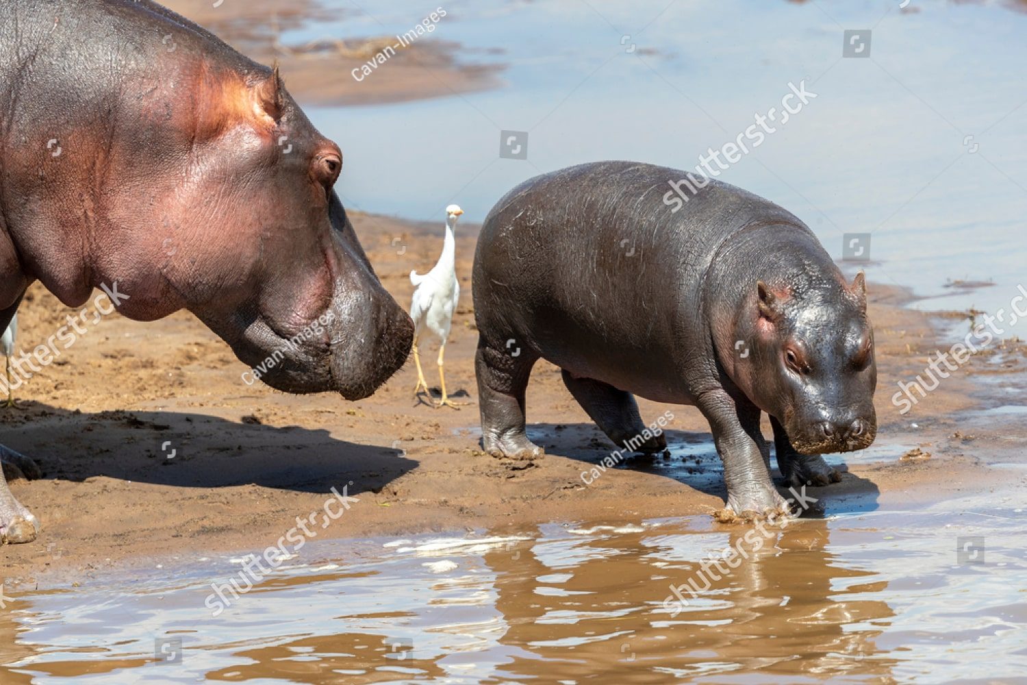 на водопое