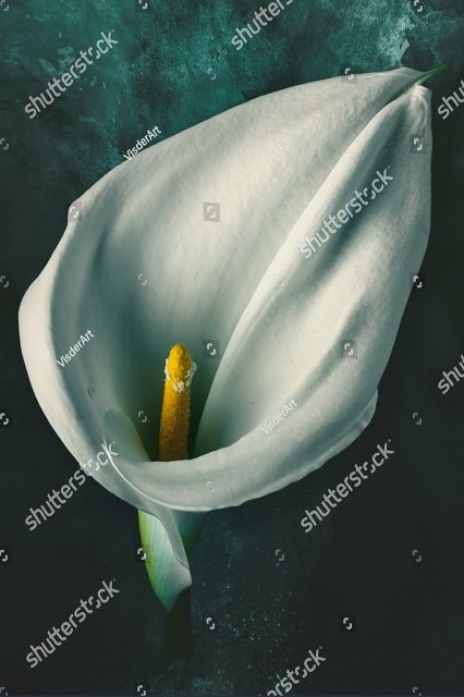 Белая калла
