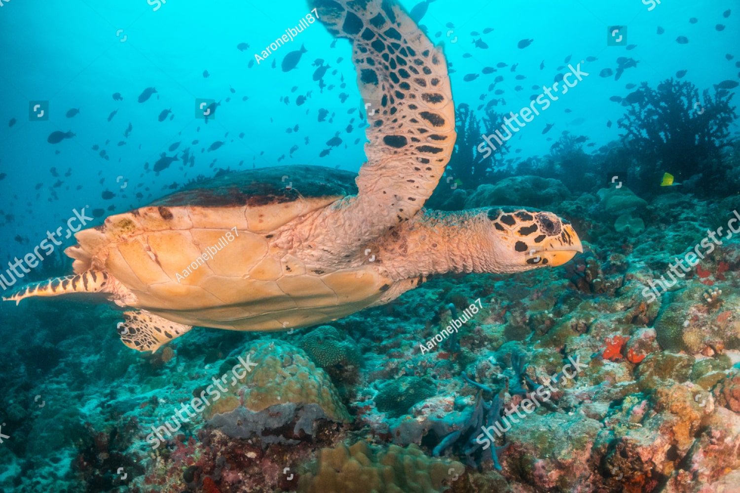 крупная морская черепаха