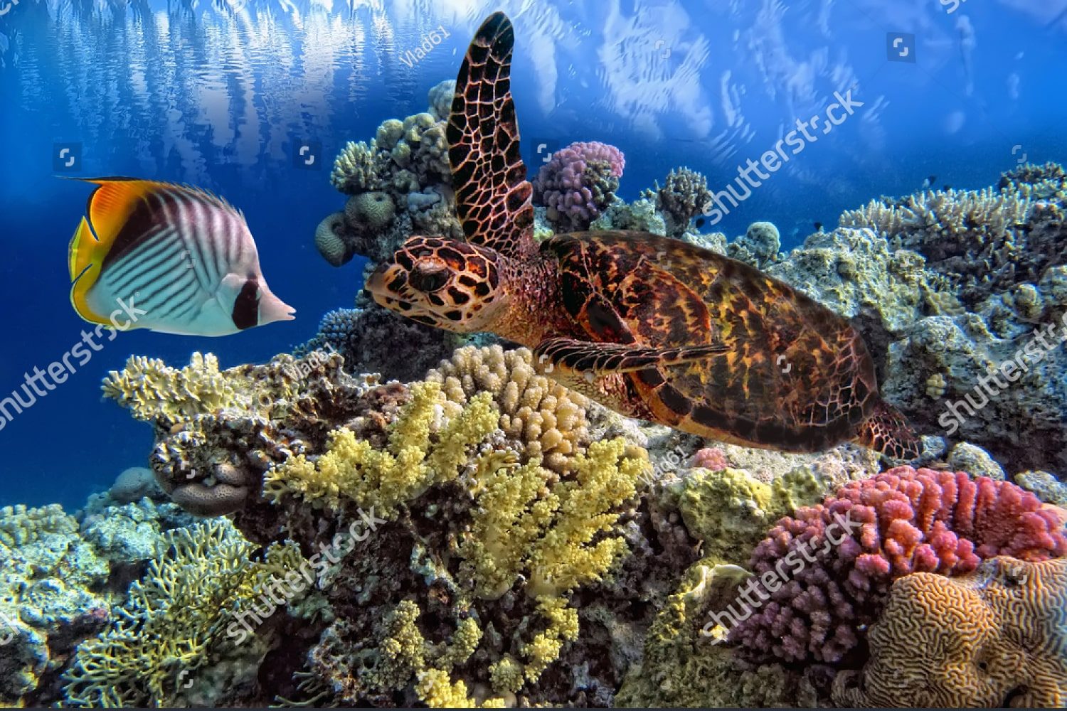 Прекрасный морской мир