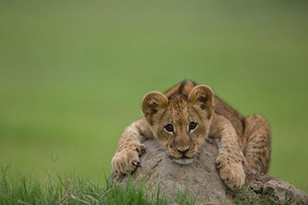 маленький львенок