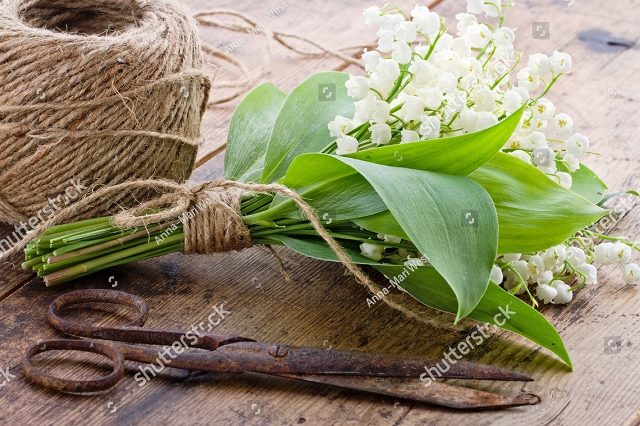 Ландыши, перевязанные бечевкой