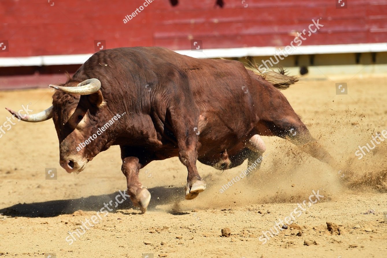 бегущий бык