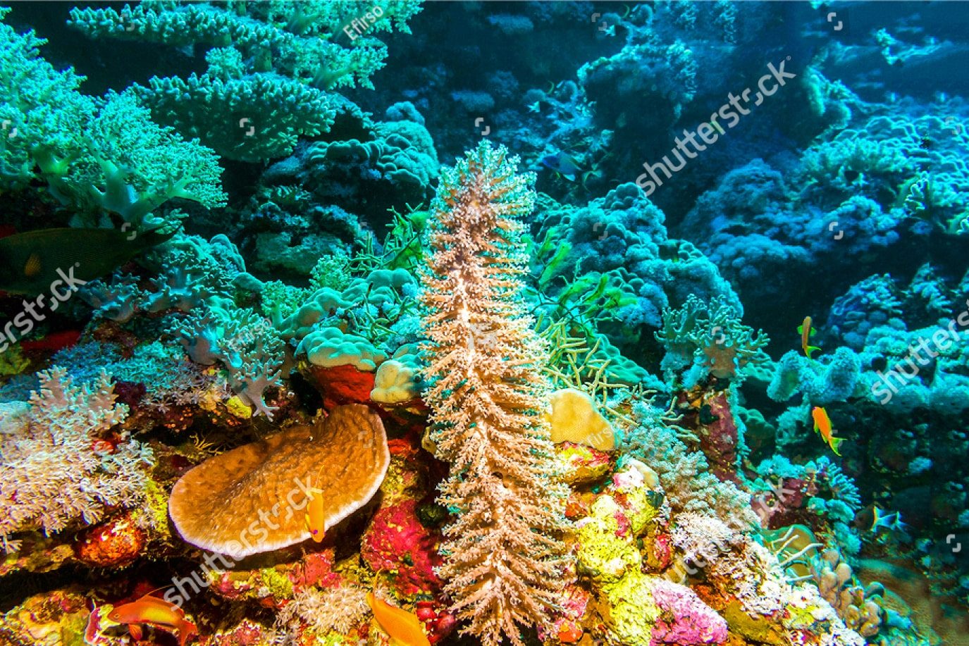 Морское разнообразие