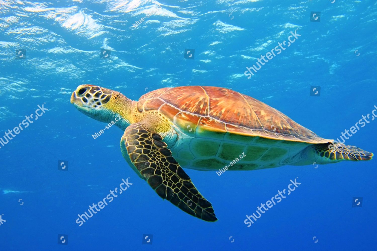Большая морская черепаха