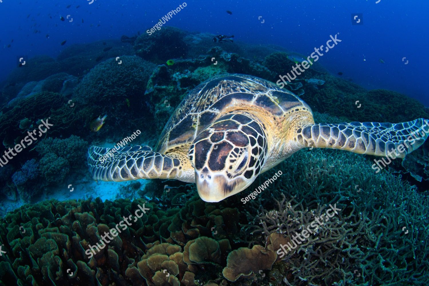 крупная морская черепаха