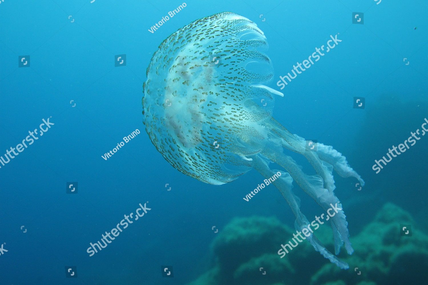Морская медуза