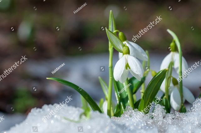 Первый подснежник