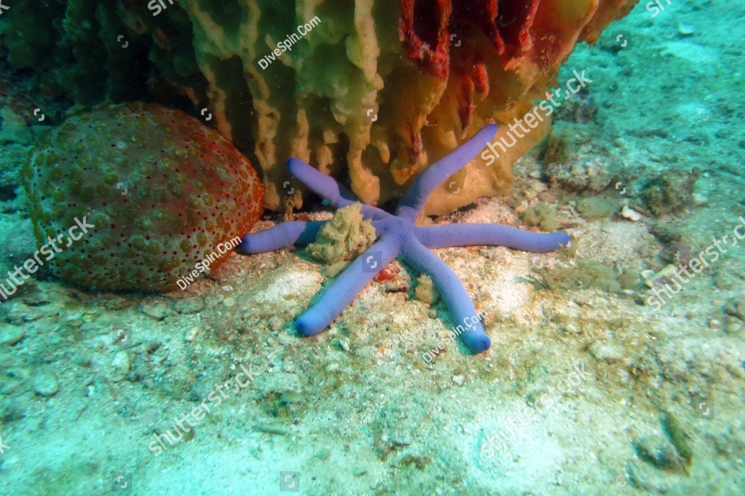 синяя морская звезда